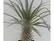 Shop Meeko Pachypodium mikea - madagascar palma - 3 semi