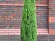 Cipresso toscano "Cupressus sempervirens Totem" pianta in vaso ø24 cm h. 110/130 cm Vivaio...