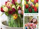 Plant & Bloom - Bulbi da fiore, tulipani trionfo dall'Olanda - 35 bulbi, semina autunnale,...