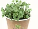 MiniEco Broccolo Micro Verdure Semi per Germogli. Circa 2400 Semi, 8g. Kit Coltivazione Er...