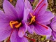 ASTONISH I semi della confezione: 100Pcs: Semi di giardino domestiche di zafferano Bulbi C...