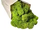 Muschio Stabilizzato Lichene Stabilizzato Naturale 50gr Qualità Premium Colore Lime Green...