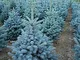 Abete Picea Pungens"Super Blue Seedling" in vaso ø14 cm h.30/40 cm