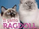 Il gatto Ragdoll. Manuale di istruzioni: origine, caratteristiche, cure