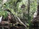Kayak Explorer: Mangrove Canopy 6x9 Combo Dot Grid Plus Lines