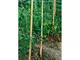 Verdemax, canne di bambù da 180 cm, 22-24 mm di diametro, (6636)