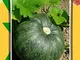 GEOPONICS Semi di zucca Estate verdure semi (pacchetto di 3gm Seed * 7 Pkts) dei semi (7 p...