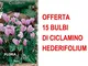 OFFERTA 15 BULBI CICLAMINO CYCLAMEN HEDERIFOLIUM ROSA BULBS BULBES