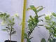Gelsomino 10 piante (foto reali)