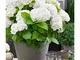 Hydrangea macrophylla"Forever & Ever" | Ortensia bianca | Resistente | Altezza 25-35 cm |...