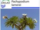 SAFLAX - Garden in the Bag - Palma del Madagascar - 10 semi - Pachypodium lamerei