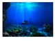 Acquario Sfondo HD Sottomarino Coral Reef Foto Carta da Parati Acquario Pesce Mare Murale...