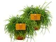 BAKKER 2 Rhipsalis cashero | Cactaceae | Succulenta | pianta da appartamento easy care | A...