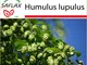 SAFLAX - Set per la coltivazione - Luppolo - 50 semi - Humulus lupulus