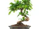 CocaFlora - Carmona, albero bonsai, esemplare di due anni, bella pianta di facile manutenz...