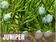 Juniper: Natural Herbal Living Magazine February 2017 (English Edition)