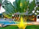 Bloom Green Co. 10pcs gaint Bonsai palma pianta sempreverde Trachycarpus palme tropicali p...