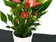 ANTHURIUM ROSSO MILLION FLOWERS IN VASO CERAMICA BIANCO A RIGHE CONCENTRICHE, pianta vera