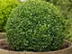 PIANTA DI BOSSO ALTA 50-70 cm"Buxus sempervirens" IN VASO Ø 18