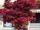 Acero rosso giapponese "Acer palmatum Fireglow" pianta in vaso ø22 cm