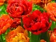 Plant & Bloom – Bulbi da fiore, tulipani Camaleonte a doppio fiore dall’Olanda - 25 bulbi,...
