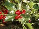 Inglese Agrifoglio, Ilex aquifolium, semi di albero (Appariscente Evergreen, Hedge) 20