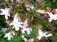 PERAGASHOP 1 PIANTA di ABELIA GRANDIFLORA COMPATTA Vaso 18CM