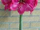 Vero Amaryllis lampadine, pianta orto Hippeastrum lampadine bonsai fiore bulbi Amarilis Ri...