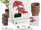 Plant Theatre - Bonsai Trio, Kit per la Coltivazione di 3 Bonsai