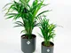 2x Palme Areca con vasi decorativi | Dypsis lutescens | Piante da appartamento purificanti...