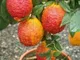 Limone rosso"Citrus limonimedica pigmentata" pianta adulta in vaso ø20 cm Agrumi di Sicili...