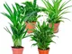 Mix 'Air So Pure' | Set di 4 piante depurative | Chlorophytum, Areca, Spathiphyllum, Nephr...