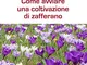 Come avviare una coltivazione di zafferano: L'oro rosso: come crearsi un lavoro lavorando...