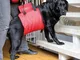 'Aiuto al trasporto "Helping Harness – Rosso -