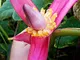 10+ Musa velutina commestibili semi molto fresco Banano pianta tropicale frutto raro