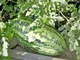 GETSO 1/4 oz (85): Watermelon Seed, 6, 1/4 oz 85 Count. di Semi di Heirloom