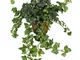 Hedera helix Wonder | Edera comune Pianta rampicante | Altezza 25-30 cm | Vaso Ø 13 cm