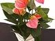 POWERS TO FLOWERS - ANTHURIUM ROSA IN VASO CERAMICA BIANCO A SPIRALE, pianta vera