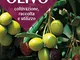 L'olivo. Coltivazione, raccolta e utilizzo