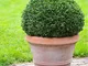 PERAGASHOP 1 PIANTA di Ilex CRENATA Dark Green KUGEL in Vaso 19CM sempreverdi