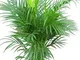 Pianta da interno – Pianta per casa o ufficio – Chrysalidocarpus lutescens – Palma Areca –...