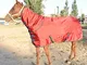 YJQMS Coperta per Cavalli Inverno Caldo Horse Abbigliamento Imbottito Cotone Coperta Paddo...