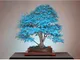 Bonsai di acero semi blu semi dell'albero. cielo blu rara giapponesi piante semi di acero...