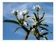 Shop Meeko Pachypodium rutenbergianum - madagascar palma - 3 semi