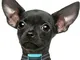 PetSol - Collare anti-abbaio per cani di piccola taglia, colore blu, perfetto per l'addest...