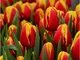 5 Pezzi Bulbi Di Tulipano Bulbi Da Fiore Tulipani Esotici Da Giardino Fioriscono Con Fiori...