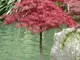 Acero rosso giapponese "Acer palmatum dissectum Garnet" pianta in vaso ø18 cm