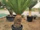 Cicas"Cycas revoluta" palma pianta in vaso ø24 cm