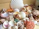 Gemini_mall, conchiglie di mare e spiaggia, conchiglie naturali miste, per decorazione lav...