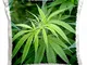 Danita Delimont - Plants - Close-up view of marijuana plant, Malkerns, Swaziland. - 16x16...